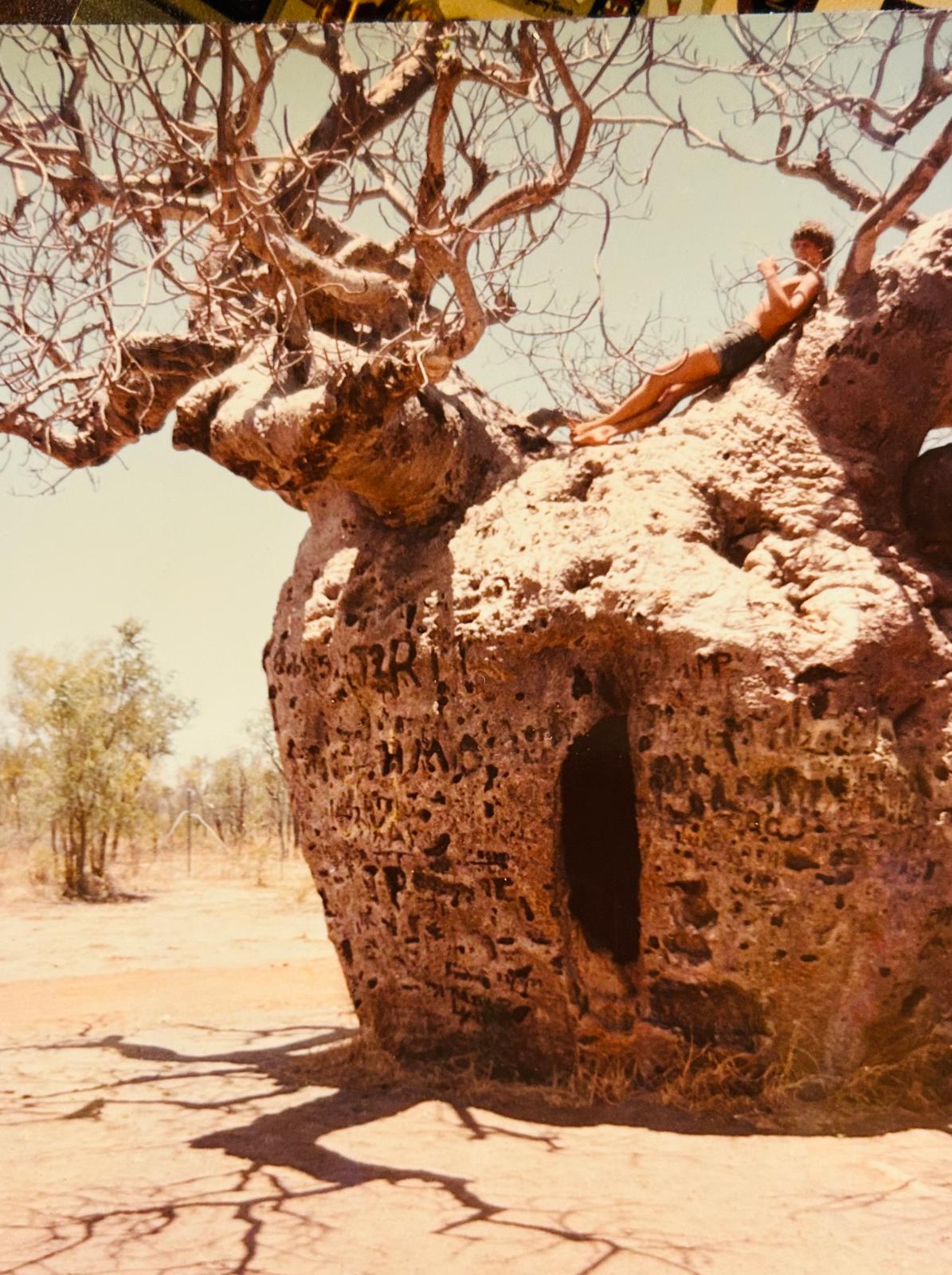 Boab Tree, Derby, Western Australia, Jerry Bridge